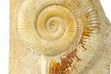Jurassic Ammonite (Uptonia) Fossil - France #265207-1